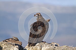 Portrait of black and griffon scavenger vultures