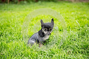 Portrait of black hairless puppy breed chinese crested dog sitting in the green grass on summer day.