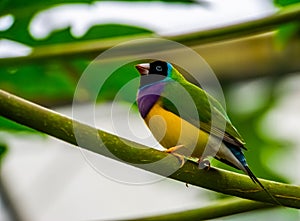 Portrait of a black headed gouldian finch, colorful tropical bird specie from Australia
