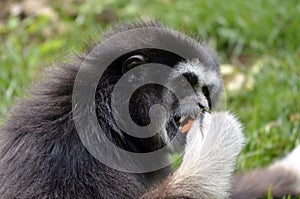 Black-headed spider monkey eating a fruit