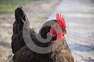 Portrait of a black hen