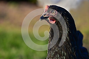 Portrait of a black hen with a metallic green shimmer