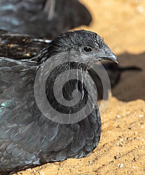 Portrait of a black hen in the park.