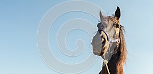 Portrait of black horse against blue sky