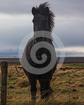 Portrait of a black horse behind wire fences in a meadow under a cloudy sky