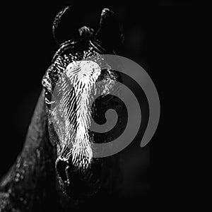 Portrait of black horse on a black background