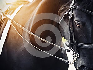 Portrait of a black horse with a bridle on its muzzle, illuminated by bright sunlight