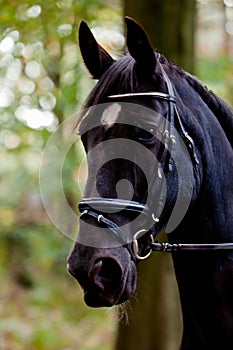 Portrait black horse forest