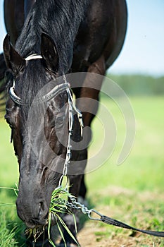 portrait of black horse grazing in the green field. close up. sunny day