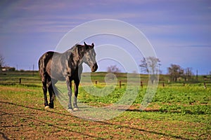 Portrait of a black horse grazing on a spring day