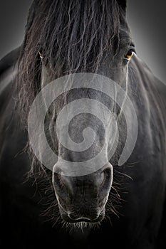 Portrait of a black horse with intensive amber eyes