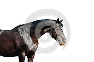 Portrait of a black horse isolated on white background