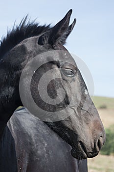 Portrait of a black horse in profile.