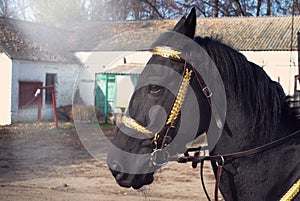 Portrait of a black horse in sun beams
