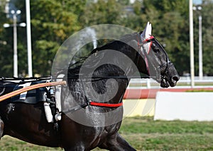 Portrait of a black horse trotter breed in motion on hippodrome.