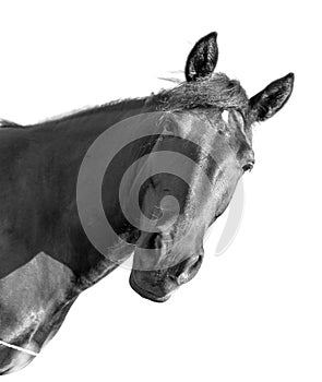 Portrait of a black horse on a white background