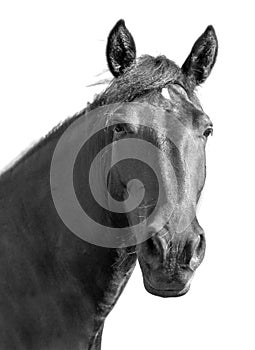 Portrait of a black horse on a white background