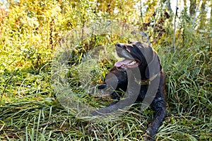 Portrait of black hunter dog sitting in grass