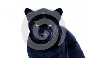 Portrét černý jaguár 