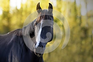 Portrait of a black jumping horse with white stripe on his forehead