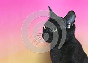 Portrait of black kitten looking to viewers left