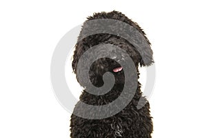 Portrait of a black labradoodle dog looking at the camera isolated on a white background