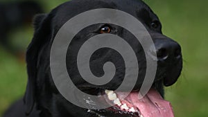Portrait of black labrador