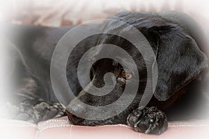 Portrait of a black labrador dog