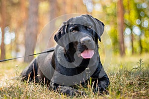 Portrait of a black Labrador dog lying on the grass against the backdrop of the park
