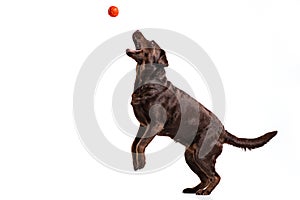 The black Labrador dog playing with ball isolated on white