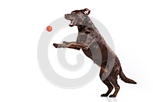 The black Labrador dog playing with ball isolated on white