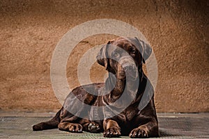 The portrait of a black Labrador dog taken against a dark backdrop.