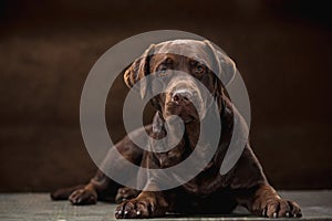 The portrait of a black Labrador dog taken against a dark backdrop.