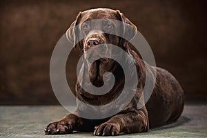 The portrait of a black Labrador dog taken against a dark backdrop.