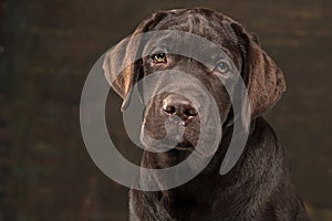 The portrait of a black Labrador dog taken against a dark backdrop.