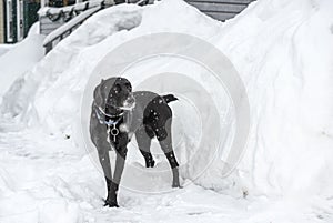 Portrait of a black Labrador outside in snow