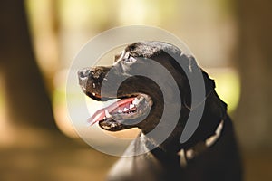 Portrait of black Labrador retriever