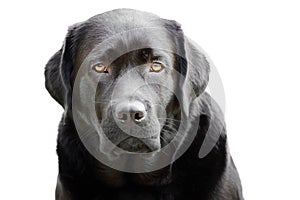 Portrait of a black labrador retriever isolate on a white background. Animal, pet. A big dog