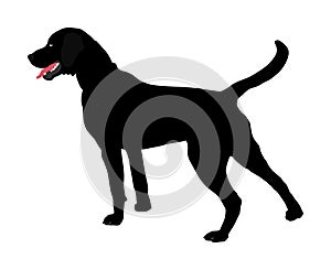 Portrait of black Labrador Retriever vector.