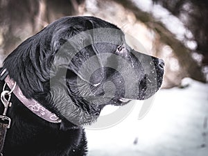 Portrait of Black Labrador Retriever in the winter.