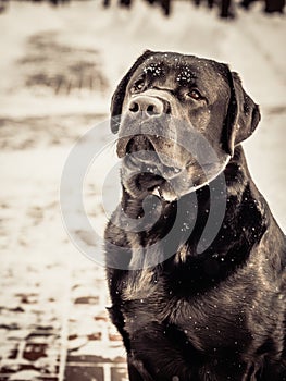 Portrait of Black Labrador Retriever in the winter.