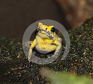 Portrait of Black-legged Poison Dart Frog