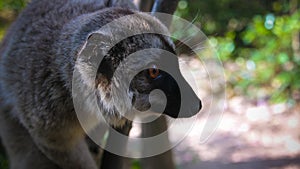 Portrait of black lemur aka Eulemur macaco male at the tree, Atsinanana region, Madagascar photo