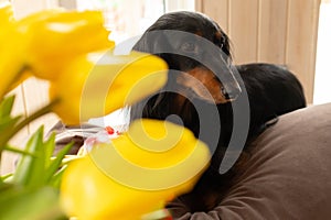 Portrait of black longhaired dachshund lying on couch with yellow tulips in front. Small beautiful wiener dog at home