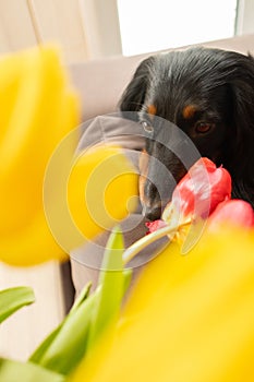 Portrait of black longhaired dachshund lying on couch with yellow tulips in front. Small beautiful wiener dog at home