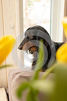 Portrait of black longhaired dachshund lying on couch with yellow tulips in front. Small beautiful wiener dog at home