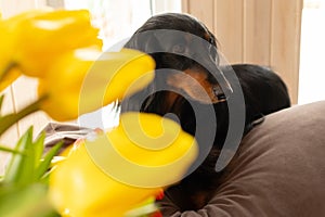 Portrait of black longhaired dachshund lying on couch with yellow tulips in front. Small beautiful wiener dog at home