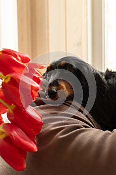 Portrait of black longhaired dachshund lying down on couch with red tulips. Small beautiful wiener dog at home