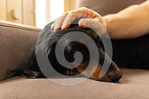 Portrait of black longhaired dachshund with man hand on a head. Small dog close up lying on couch at home