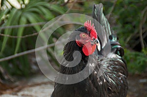 Portrait of black maran rooster